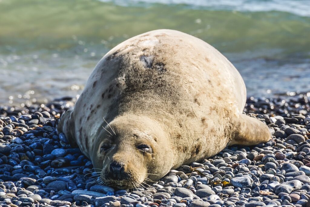 seal, animal, nature, sleep, coast