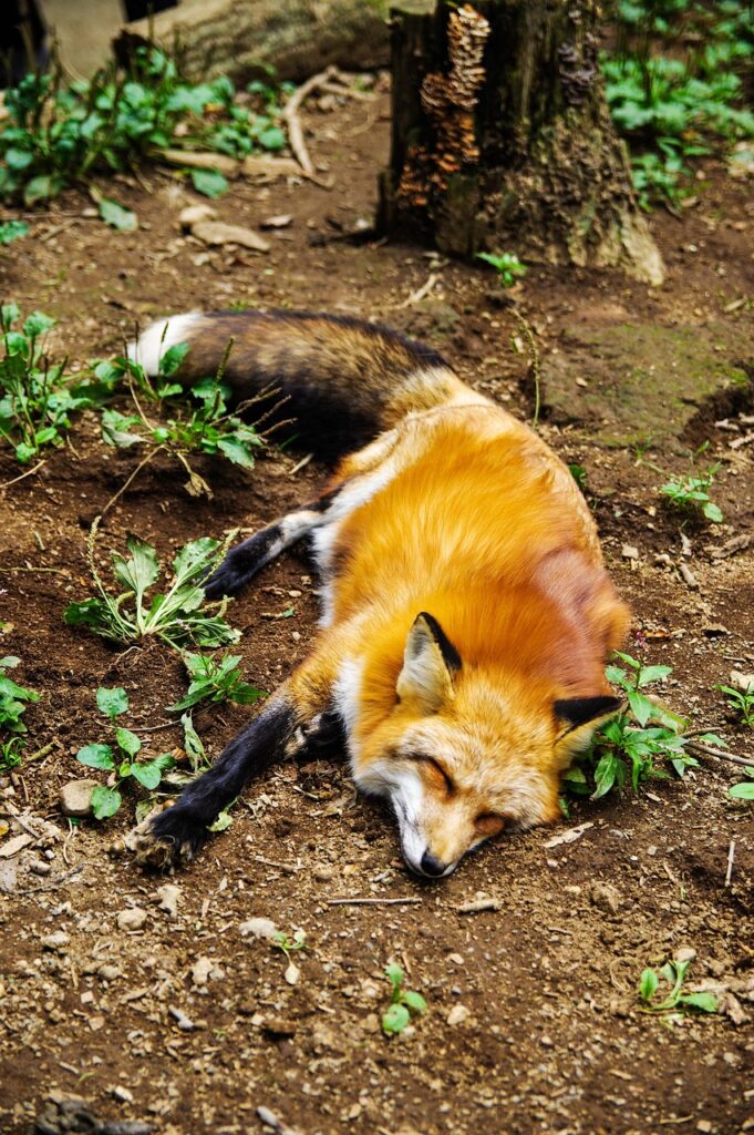 animal, fox, sleep, nature, sleeping, cute